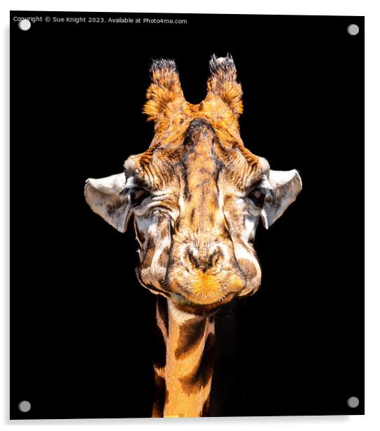 Portrait of a Giraffe Acrylic by Sue Knight