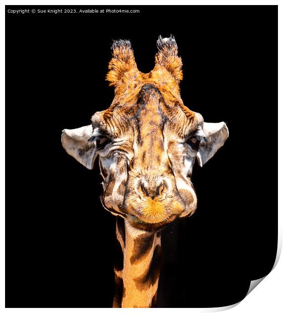 Portrait of a Giraffe Print by Sue Knight