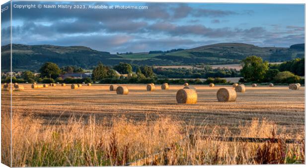 Haybales in the Evening Light Bridge of Earn Canvas Print by Navin Mistry
