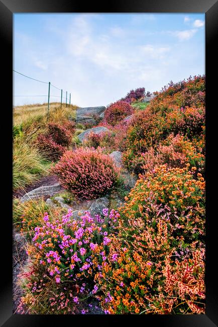 Surprise View Heather Framed Print by Tim Hill