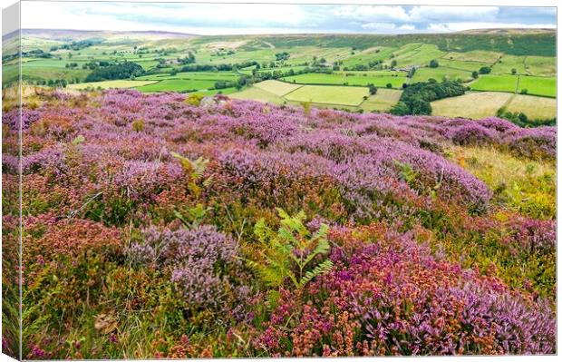 Heather Moorland on the North York Moors Canvas Print by Martyn Arnold