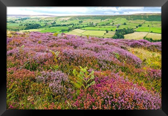 Heather Moorland on the North York Moors Framed Print by Martyn Arnold