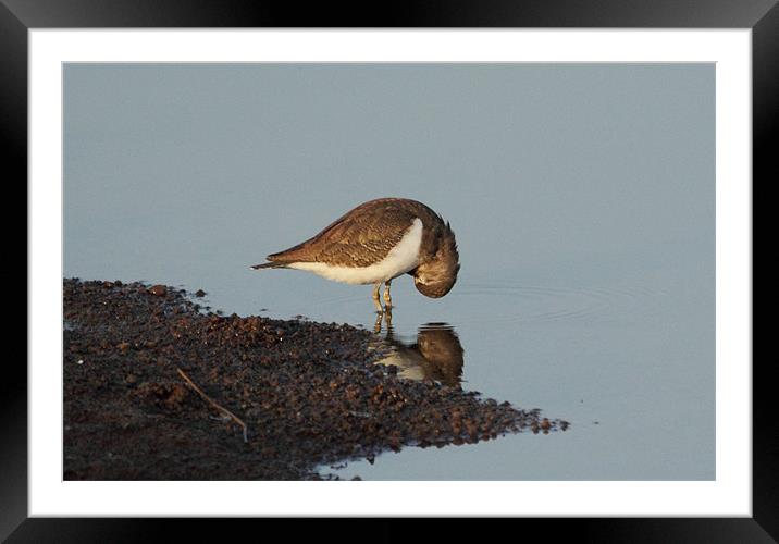 Common Sandpiper Framed Mounted Print by Bhagwat Tavri