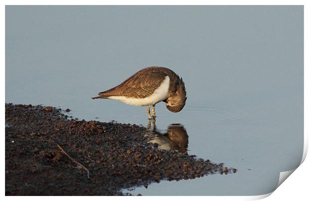 Common Sandpiper Print by Bhagwat Tavri