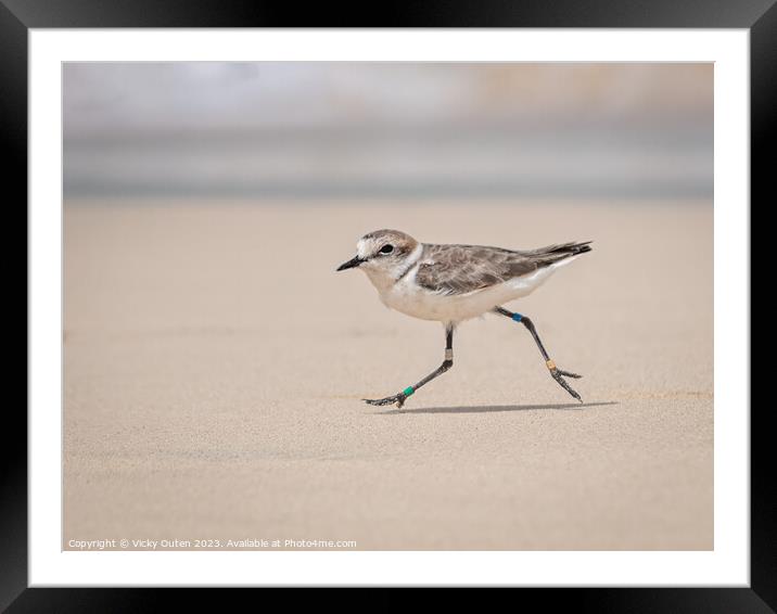 Kentish plover running along the beach Framed Mounted Print by Vicky Outen