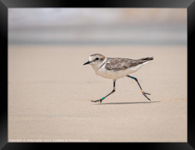 Kentish plover running along the beach Framed Print by Vicky Outen