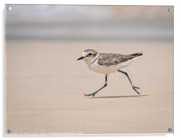 Kentish plover running along the beach Acrylic by Vicky Outen