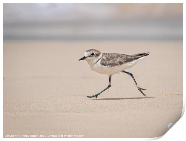 Kentish plover running along the beach Print by Vicky Outen