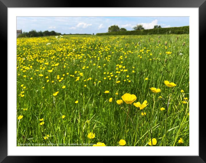 Buttercups Framed Mounted Print by Graham Lathbury