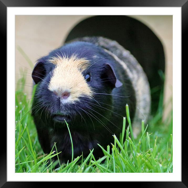 Gorgeous Guinea Pig Framed Mounted Print by Susan Snow