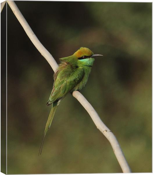 Green Bee-eater Canvas Print by Bhagwat Tavri