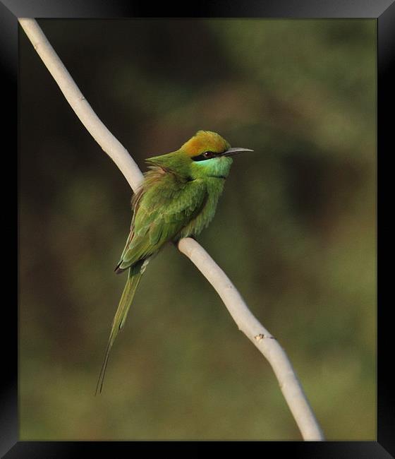 Green Bee-eater Framed Print by Bhagwat Tavri