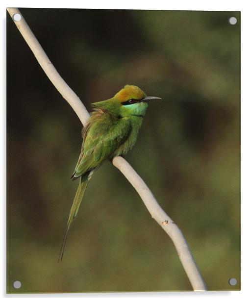 Green Bee-eater Acrylic by Bhagwat Tavri