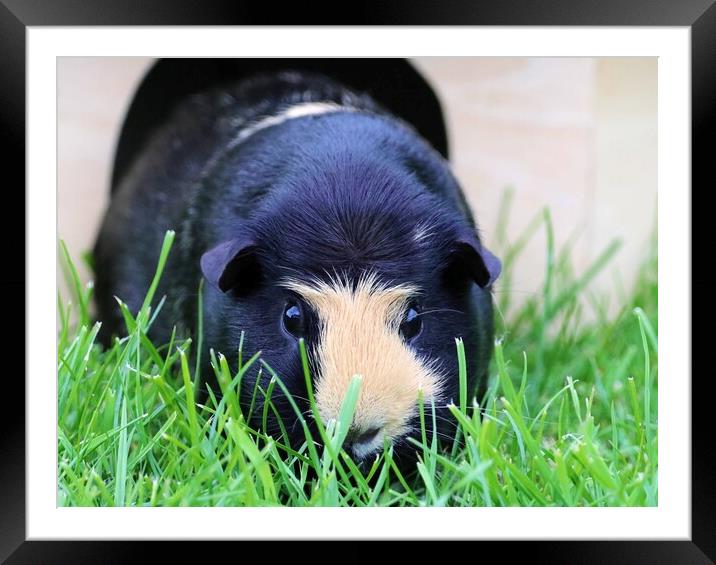 Gorgeous Guinea Pig Framed Mounted Print by Susan Snow