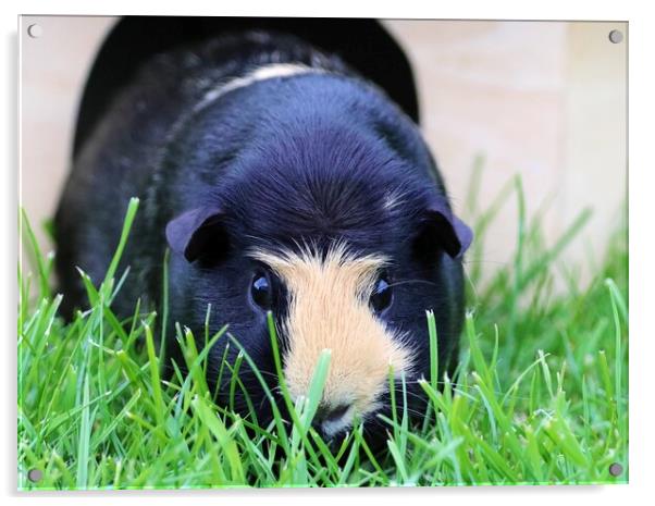 Gorgeous Guinea Pig Acrylic by Susan Snow