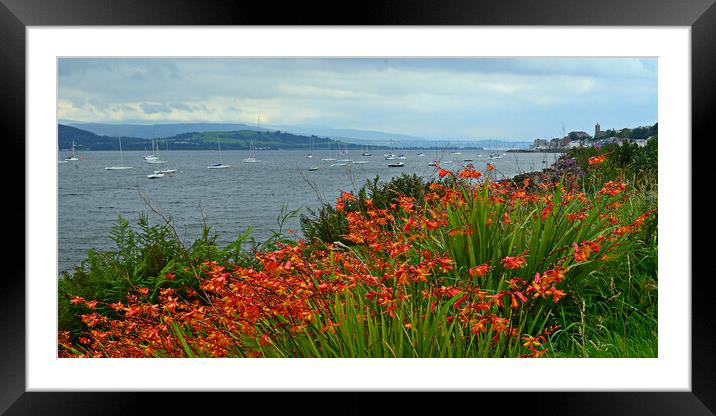 Flowers on the bank of the Clyde at Gourock Framed Mounted Print by Allan Durward Photography