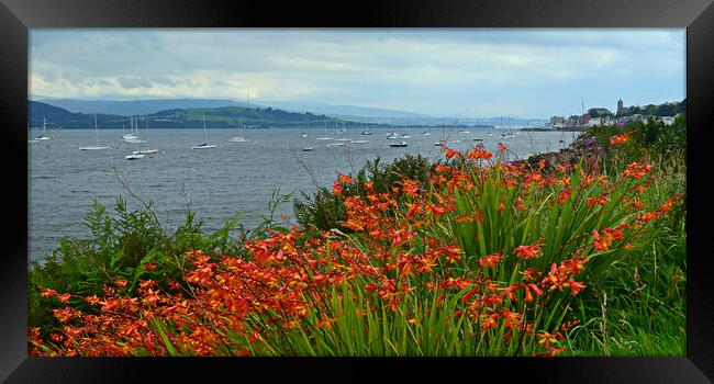 Flowers on the bank of the Clyde at Gourock Framed Print by Allan Durward Photography
