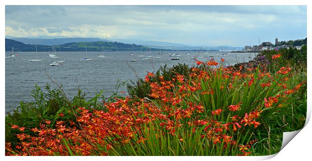 Flowers on the bank of the Clyde at Gourock Print by Allan Durward Photography