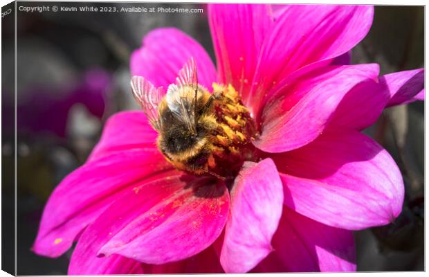 Bumble bee collecting pollen from a Dahlia Fascination flower Canvas Print by Kevin White