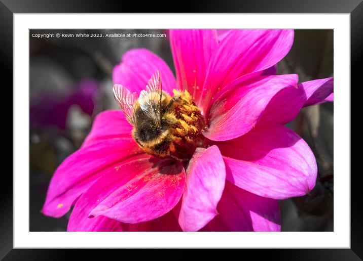 Bumble bee collecting pollen from a Dahlia Fascination flower Framed Mounted Print by Kevin White