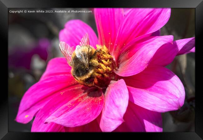 Bumble bee collecting pollen from a Dahlia Fascination flower Framed Print by Kevin White