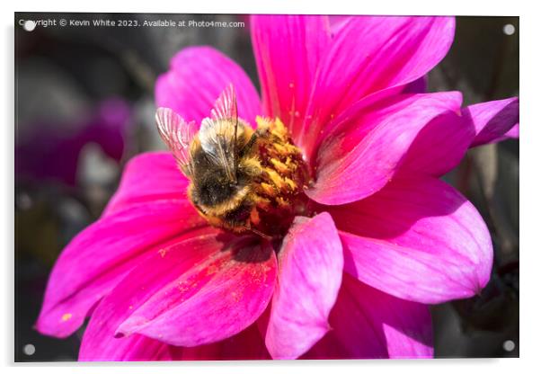 Bumble bee collecting pollen from a Dahlia Fascination flower Acrylic by Kevin White