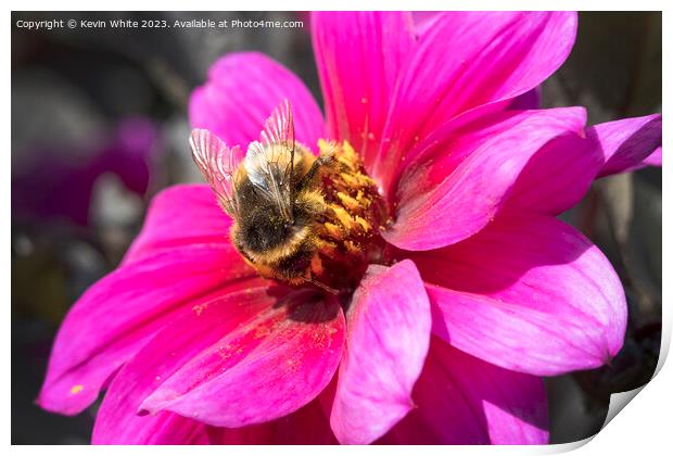 Bumble bee collecting pollen from a Dahlia Fascination flower Print by Kevin White