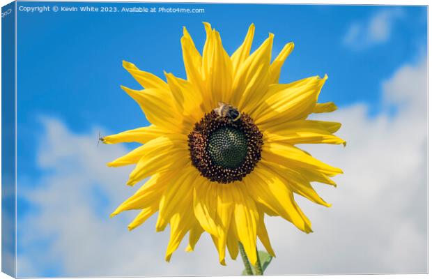 Sunflower and bee Canvas Print by Kevin White