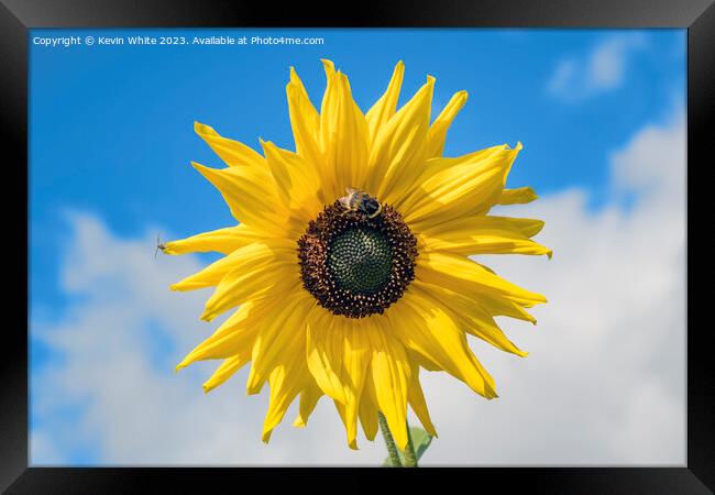Sunflower and bee Framed Print by Kevin White