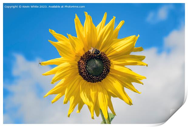 Sunflower and bee Print by Kevin White