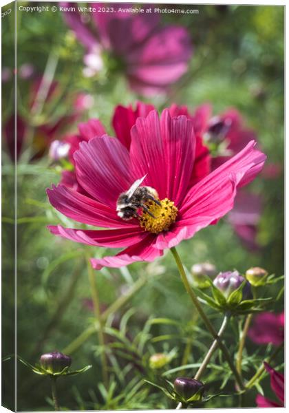 Cosmoz Rubenza flower Canvas Print by Kevin White