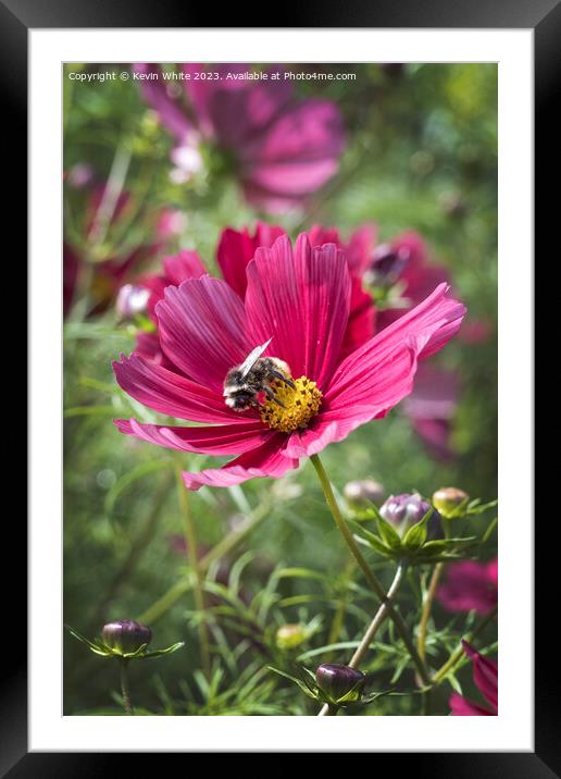 Cosmoz Rubenza flower Framed Mounted Print by Kevin White