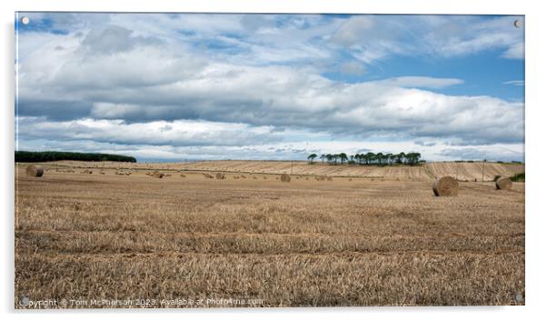 Harvest Time: A Vibrant Moray Hayfield Acrylic by Tom McPherson