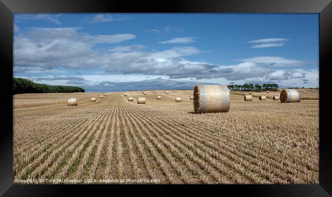 Harvest's Bounty: Hay Bales in Moray Framed Print by Tom McPherson
