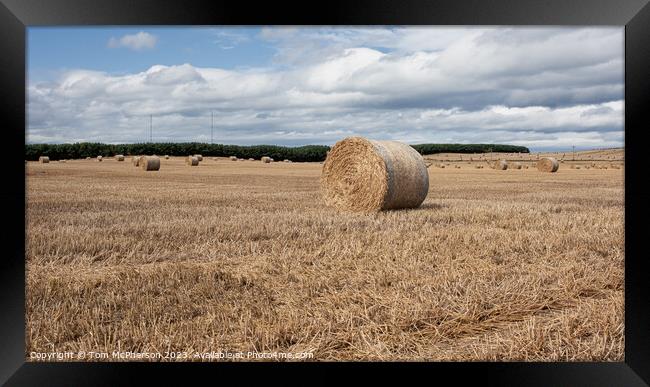 Harvest's Crescendo: Hay Bales in Moray Field Framed Print by Tom McPherson
