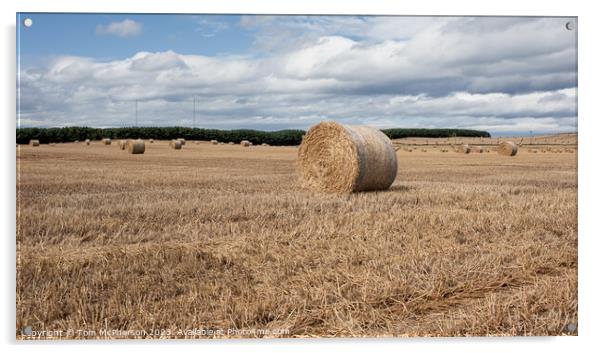Harvest's Crescendo: Hay Bales in Moray Field Acrylic by Tom McPherson