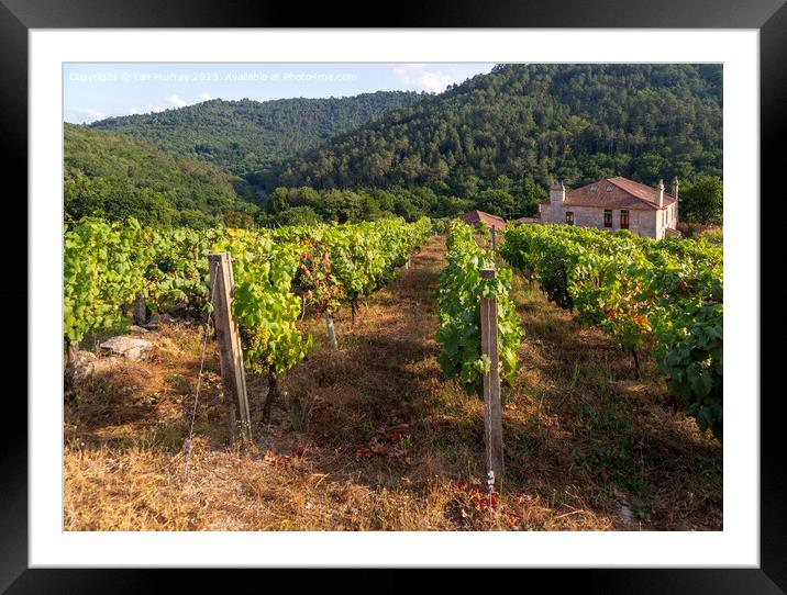 Grapes growing on grapevines, Ribeiro wine region, Framed Mounted Print by Ian Murray