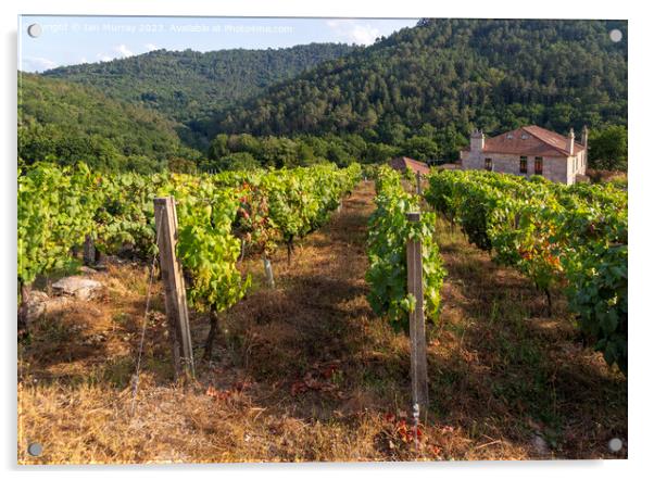Grapes growing on grapevines, Ribeiro wine region, Acrylic by Ian Murray
