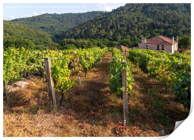 Grapes growing on grapevines, Ribeiro wine region, Print by Ian Murray