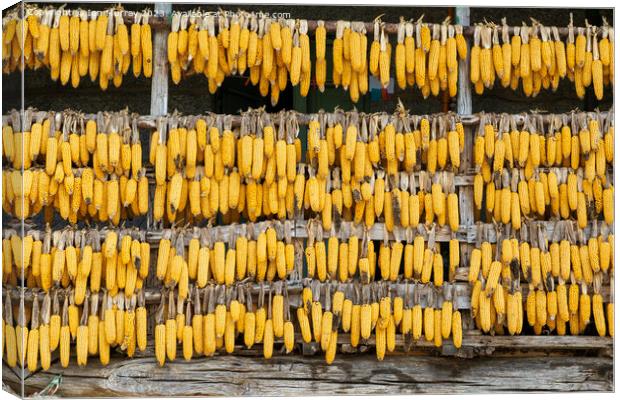 Corn cobs maize hanging out to dry  Canvas Print by Ian Murray