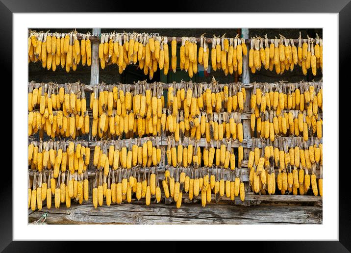 Corn cobs maize hanging out to dry  Framed Mounted Print by Ian Murray
