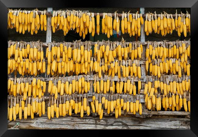 Corn cobs maize hanging out to dry  Framed Print by Ian Murray