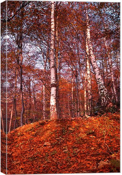 Woodland Colours Canvas Print by Keith Thorburn EFIAP/b