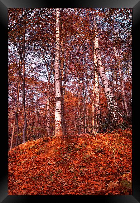 Woodland Colours Framed Print by Keith Thorburn EFIAP/b
