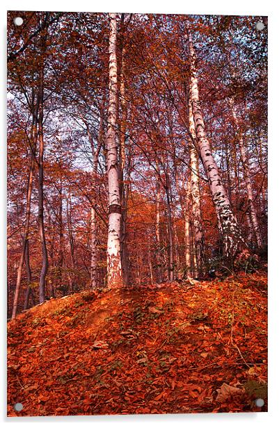 Woodland Colours Acrylic by Keith Thorburn EFIAP/b