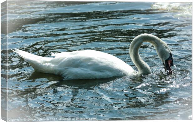 A swan swimming in a body of water Canvas Print by Simon Johnson