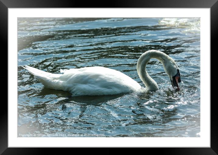 A swan swimming in a body of water Framed Mounted Print by Simon Johnson