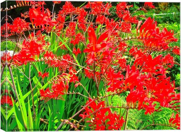 Red wild flowers Canvas Print by Stephanie Moore
