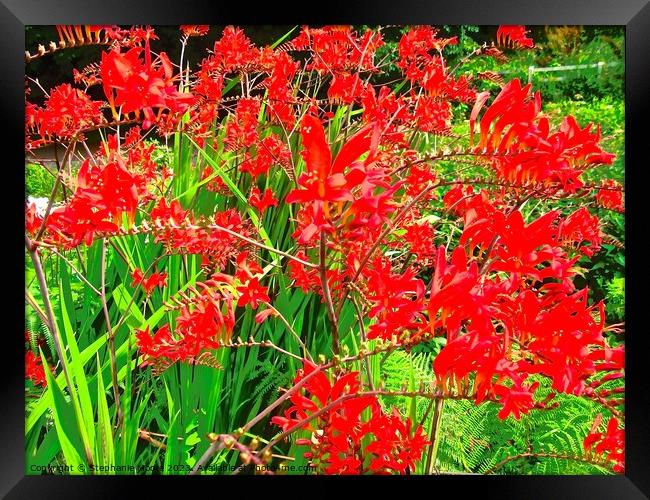 Red wild flowers Framed Print by Stephanie Moore