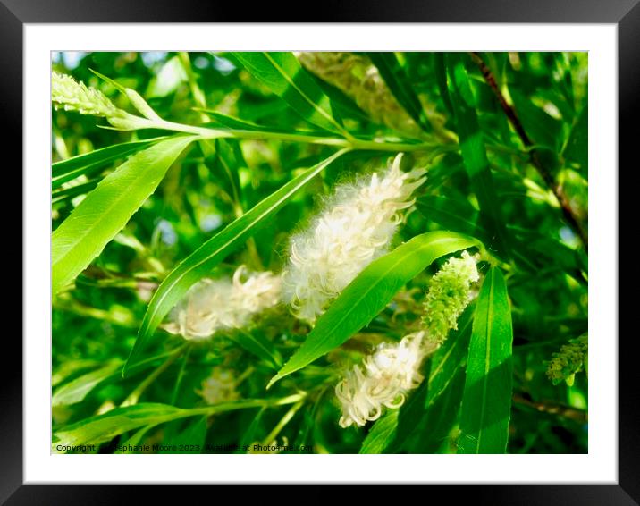 Willow leaves Framed Mounted Print by Stephanie Moore